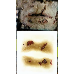 Zombie lips