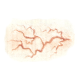 Veins (2/2)
